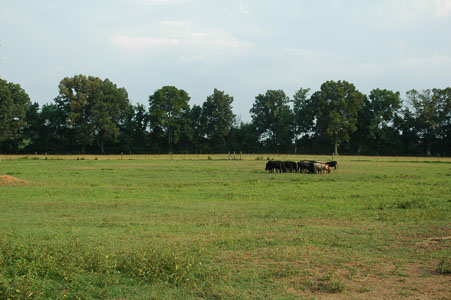 Picture of Land